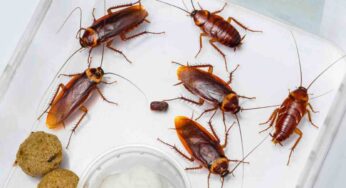 Come capire se ci sono scarafaggi in casa: trucco infallibile