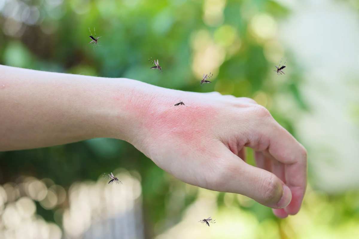 Zanzare e rischi